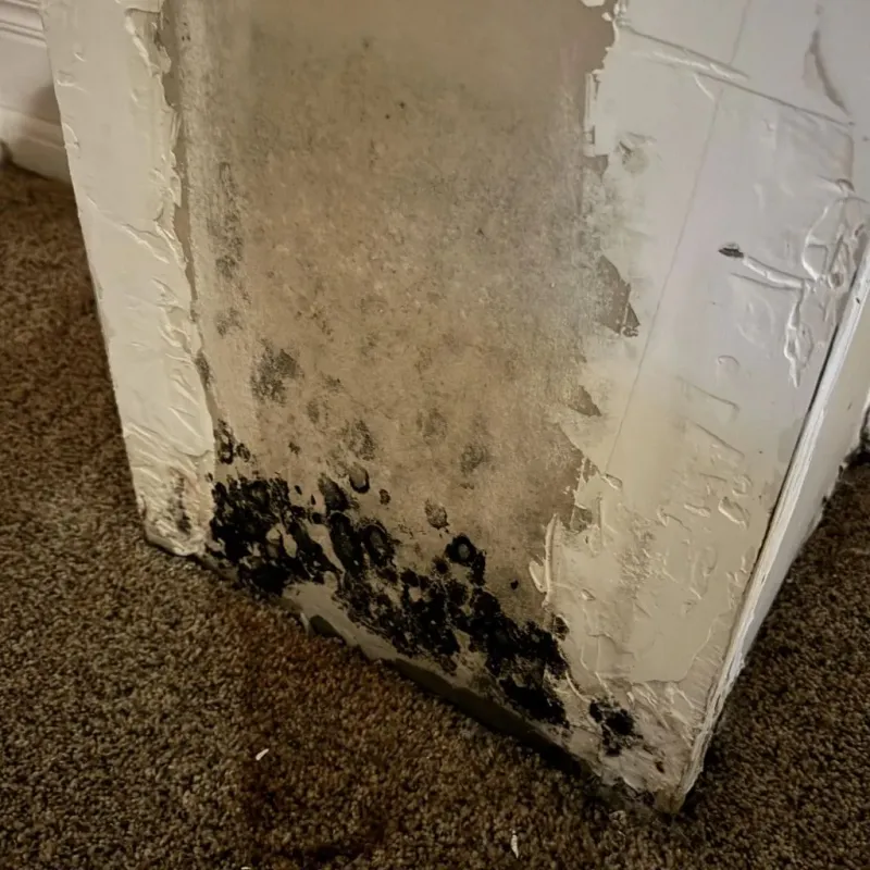 Professional Mold Removal in Mount Carmel, IL